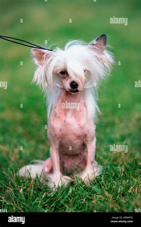 Bald Dog In Park Stock Photo Alamy