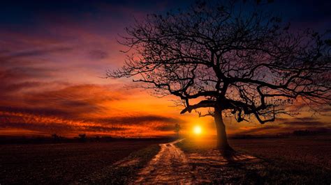 Lovely Sunset Over Dirt Road And Lone Tree Image Id 385590 Image Abyss