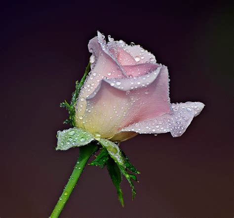 Pink rose - Beauty of the nature (prink rose) | Rose, Rose flower, Rose photos