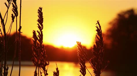 Wallpaper 1920x1080 Px Nature Silhouette Spikelets Sunlight