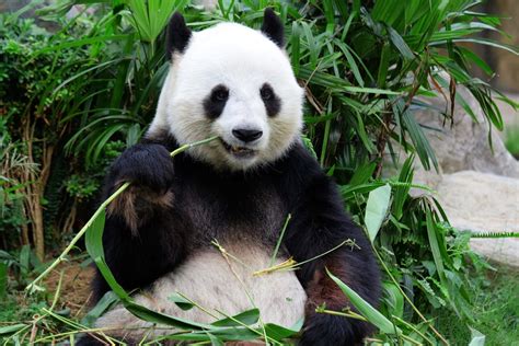 Baby Pandas Are The Best Panda Bear Giant Panda Bear Most