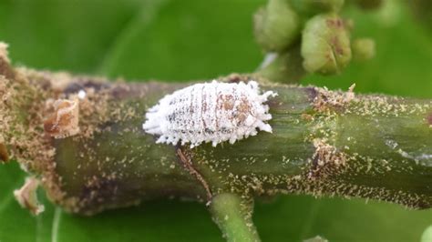 How To Get Rid Of Mealybugs On Your Plants Or In Your Soil