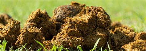 How To Use Horse Manure Compost In The Garden Horticulture