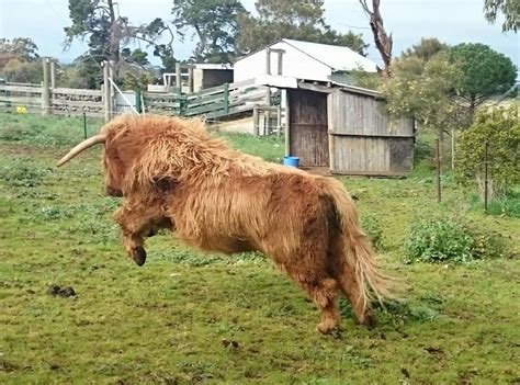 Crazy Coo Scottish Highland Cow Fluffy Cows Highland Cattle