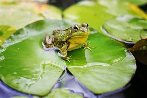 Image Result For Frog On Lily Pad Frog Toad Tree Frogs
