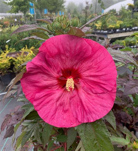 The Perennial Hibiscus Gave Us A Gorgeous Flower This Morning These