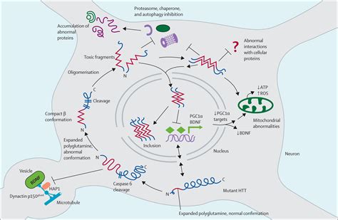 Huntingtons Disease From Molecular Pathogenesis To Clinical Treatment