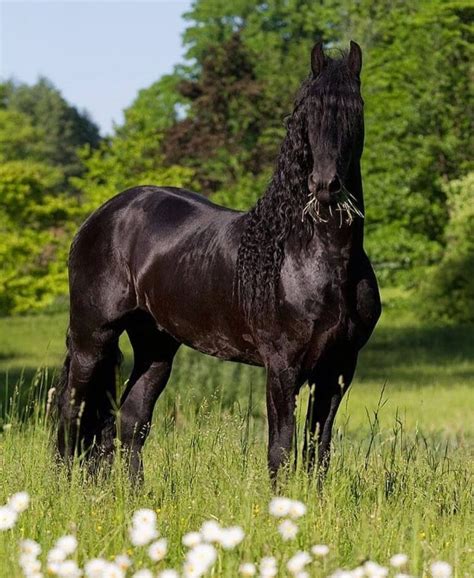 The Friesian Horse History Info And Interesting Facts Seriously