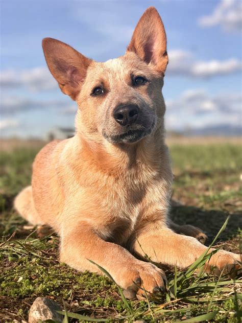 Red Heeler X Staffy Photos All Recommendation