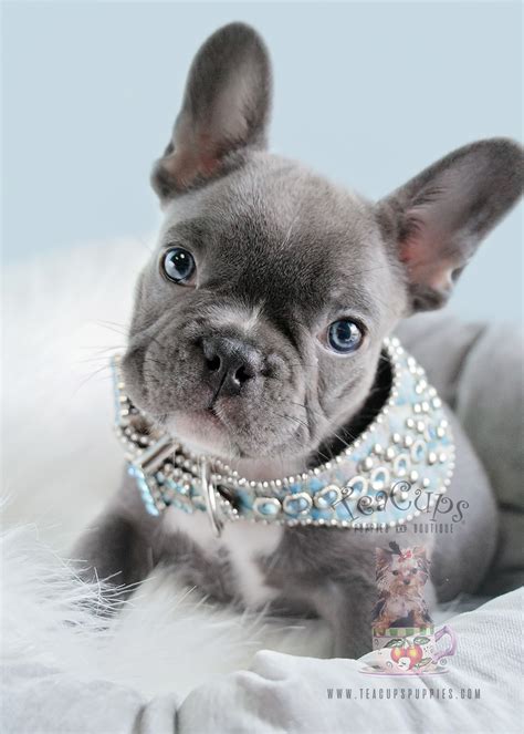 French bulldogs have erect bat ears and a charming, playful disposition. Blue Male Frenchie Puppies For Sale in Davie FL | Teacups ...