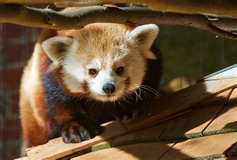 Beardsley Zoo Breaks Ground On New Red Panda Exhibit Westfair