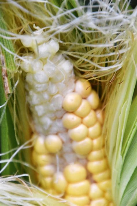 What You Need To Know About Growing Good Corn From A Self Confessed