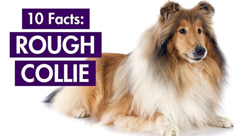 What Kind Of Dog Was Lassie Petfinder