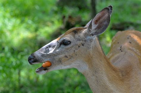 Can Deer Eat Fruits Find Out Here All Animals Guide