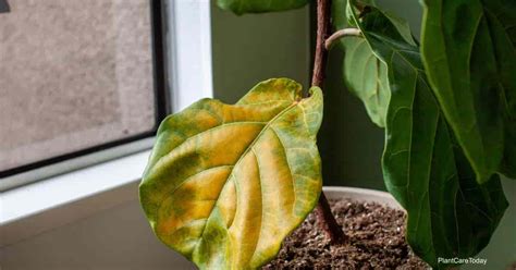 What Causes My Fiddle Leaf Fig Leaves To Turn Brown