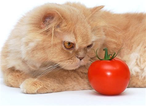 Generally they're safer if they're organic & washed, or cooked. Can Cats Eat Tomatoes | Cat Breed Selector