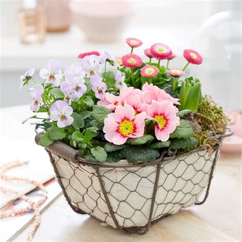 Buy A Potted Collection For Spring Pink Garden Trug With Pink Spring