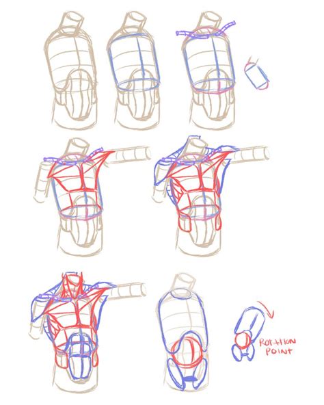 Rad Sechrist Torso Study Character Design Torso Anatomy Tutorial