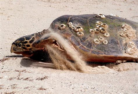 Video UAE Ecotourists Help Save Hawksbill Turtles Videos Arabianbusiness