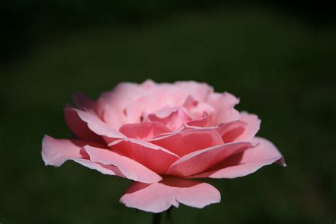 Fotos Gratis Naturaleza Pétalo Rosa Romántico Rosado Flora