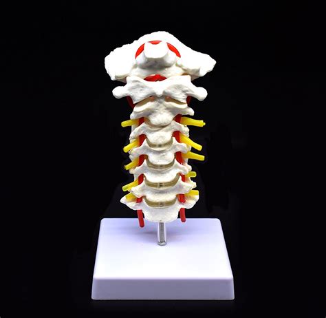 Buy Cervical Vertebra Arteria Spine Spinal Nerves Anatomical Model