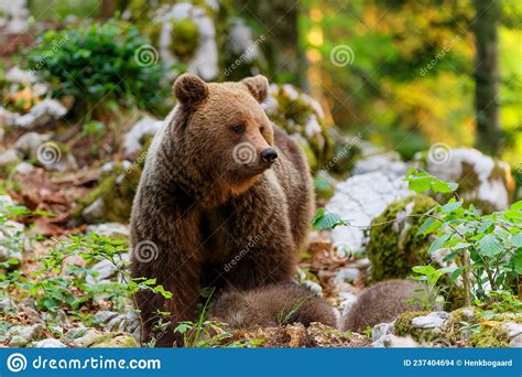 Brown Bear Close Encounter With A Wild Brown Bear Stock Photo