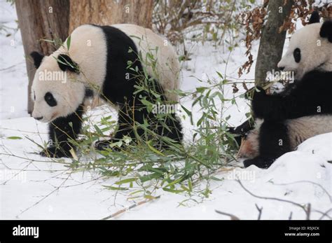 Vienna Austria 1st Dec 2018 Giant Panda Fu Feng And Its Mother Yang