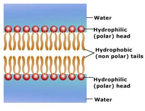 Ocr Biology Revision Part 3 Cell Membranes Hubpages