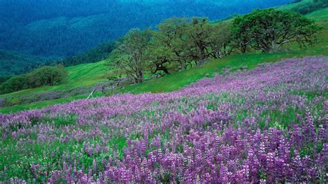 🥇 Landscapes Nature Hills Meadows Purple Flowers Lupine Wallpaper