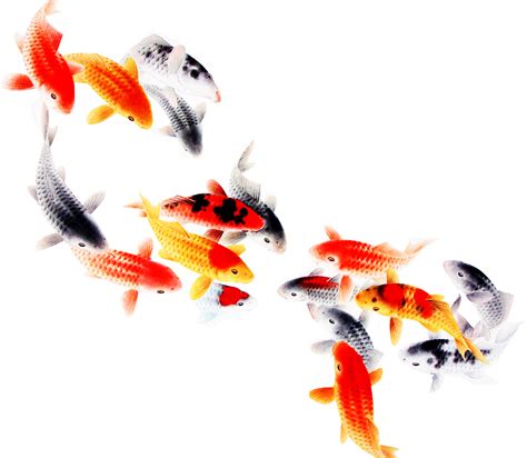 List 100 Pictures Koi Fish Swimming On Top Of Water Completed 102023