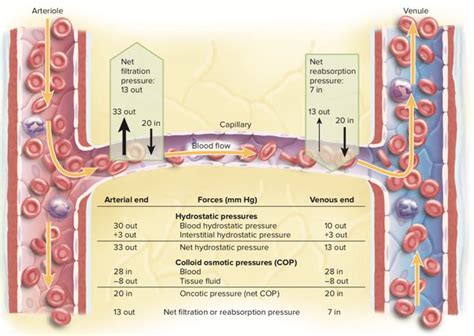 Capillary Hydrostatic Pressure