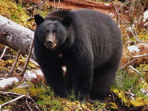 Black Bear Taan Discover Canada Haida Gwaii Wildlife Watching