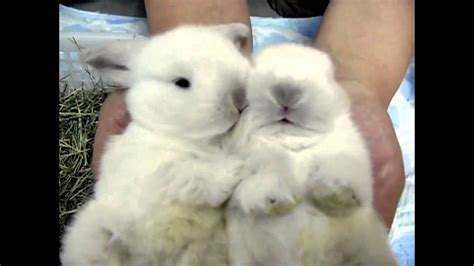 Cute White Baby Bunnies Cleaning Little Paws Youtube
