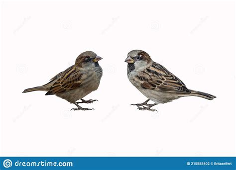 Two Eurasian Tree Sparrows Passer Montanus Isolated On White