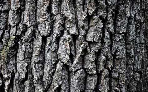 Grey Tree Bark Hd