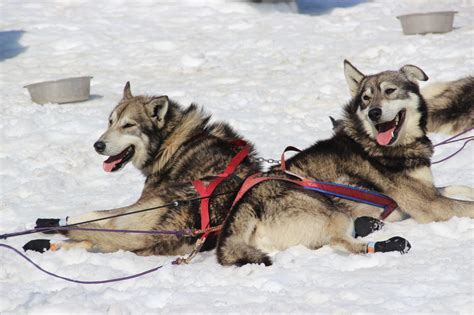 Everything You Need To Know About Alaska Dog Sled Tours Turning Heads