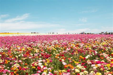 Exploring The Flower Fields At Carlsbad Ranch The Socal Gal
