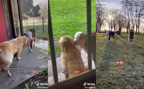 Tiktok Perrito Y Becerro Conmueven Al Mostrar Su Amistad