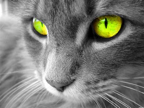 Green Eyed Cat Eyes Photo 28331395 Fanpop