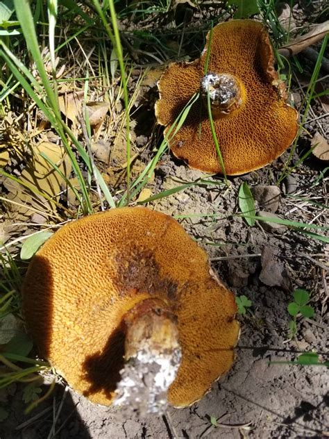 Help In Identifying Mushrooms Utah Wildlife Network