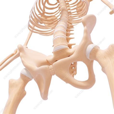 It is held in place by ligaments that are attached to other organs and the pelvic bones. Human pelvic bones, artwork - Stock Image - F007/1007 ...