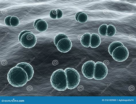Microscopic View Of Bacteria Streptococcus Pneumoniae Causative Agent
