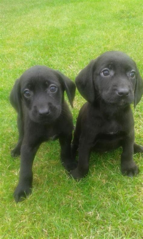 Check out our breed information page! Labrador Retriever Puppies For Sale | Colorado Springs, CO ...