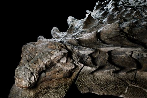 The Amazing Dinosaur Found Accidentally By Miners In Canada