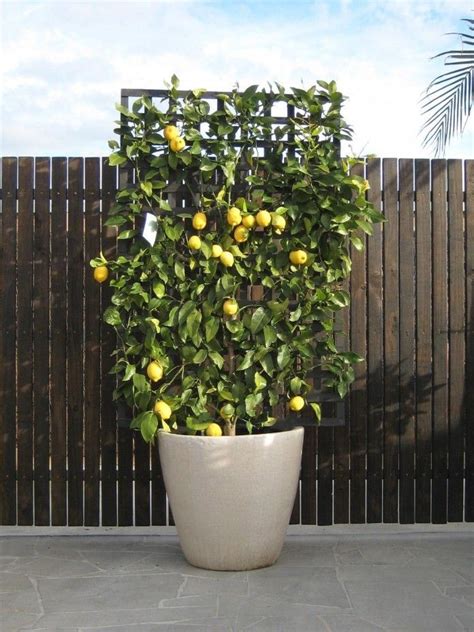 Can Lemon Tree Grow In A Pot