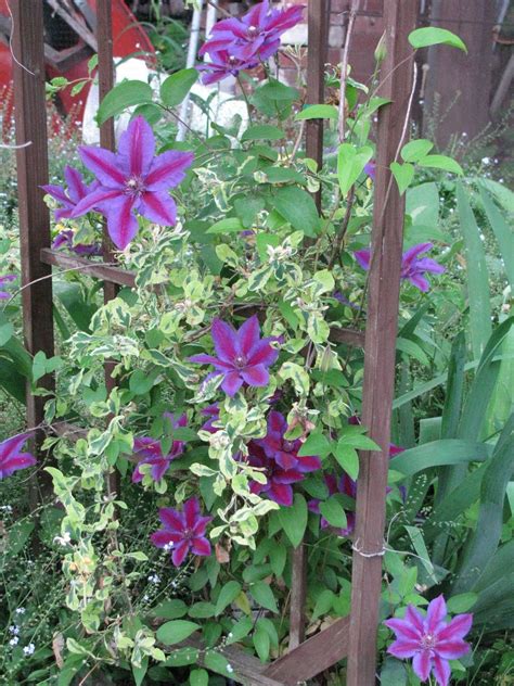 We did not find results for: Timeless Style Design: In Praise of Clematis