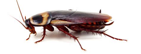 Pest Company Offering 2000 To Release 100 Cockroaches Into Your Home