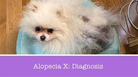 Diagnosing Alopecia X In Pomeranians Part 1 Youtube