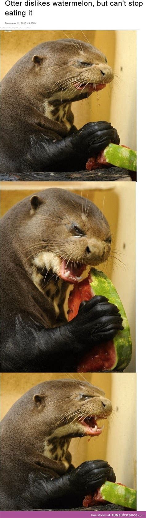 i connect with this otter on a deep and intimate level funsubstance