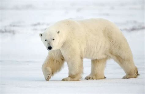 Pizzly Bear 10 Amazing Facts About Polar Grizzly Bear Hybrids Our Planet